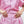 Bakara - Pink organza shorts